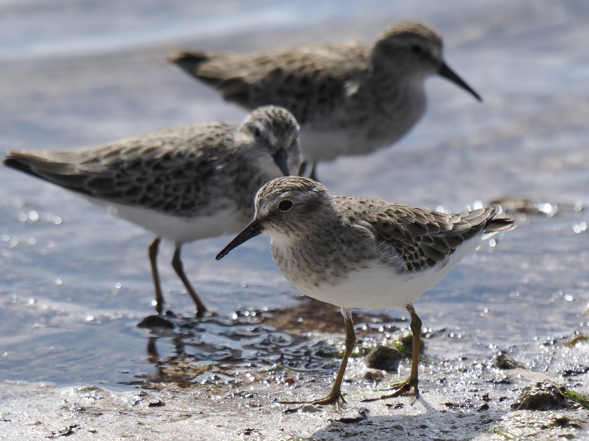 Least Sandpiper - ML645139401