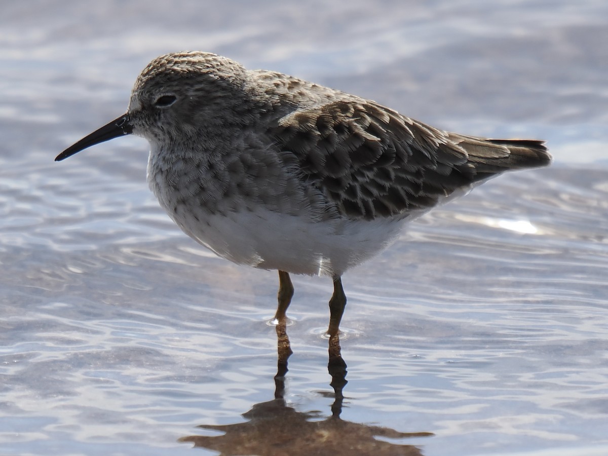 Least Sandpiper - ML645139404