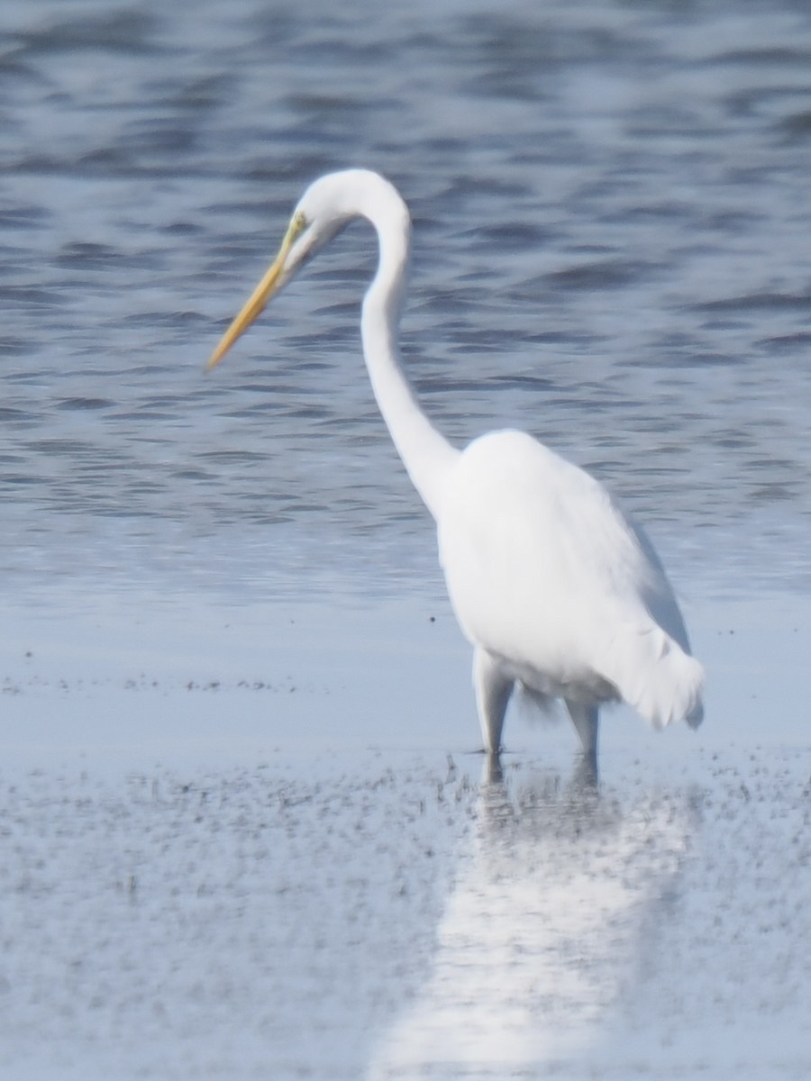 Great Egret - ML645139431