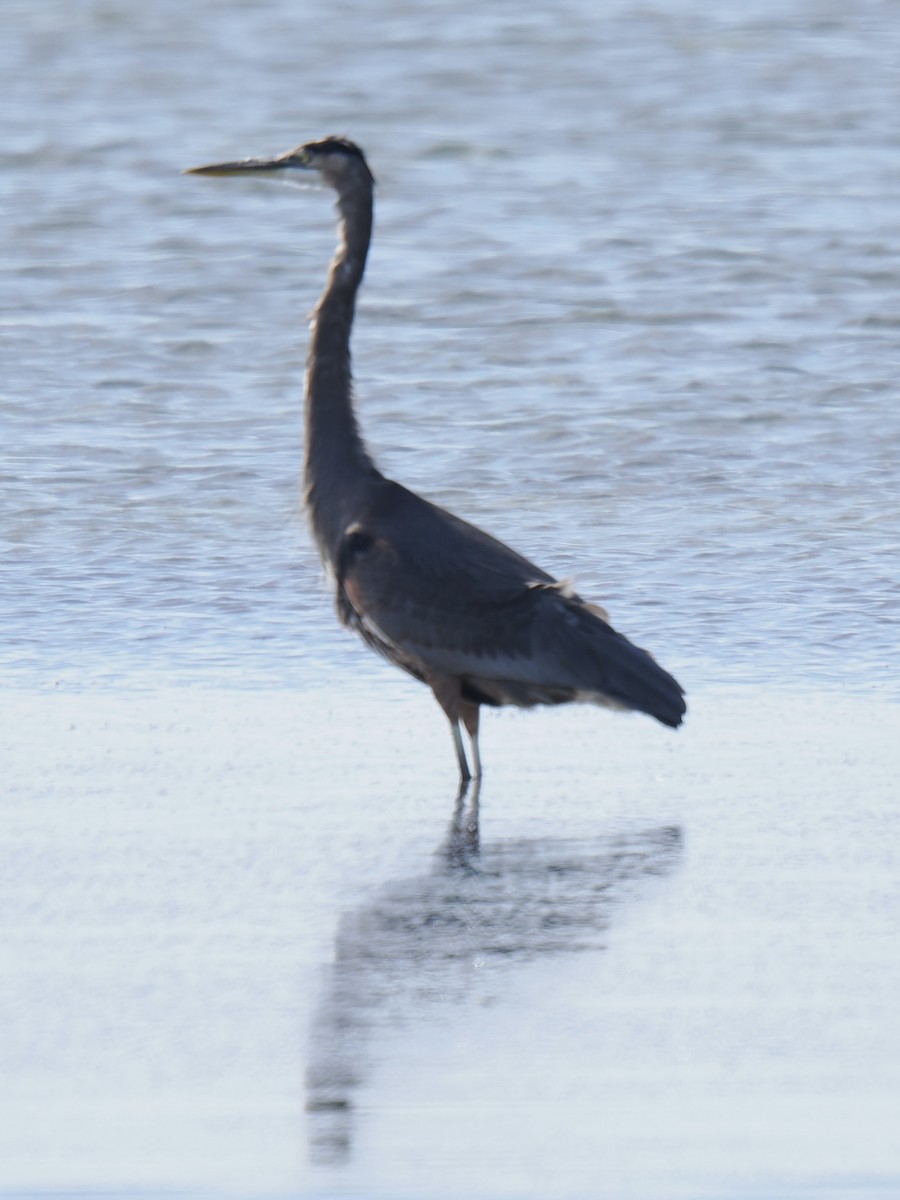 Great Blue Heron - ML645139435