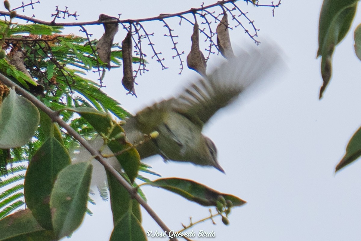 Красноглазый виреон - ML645139436