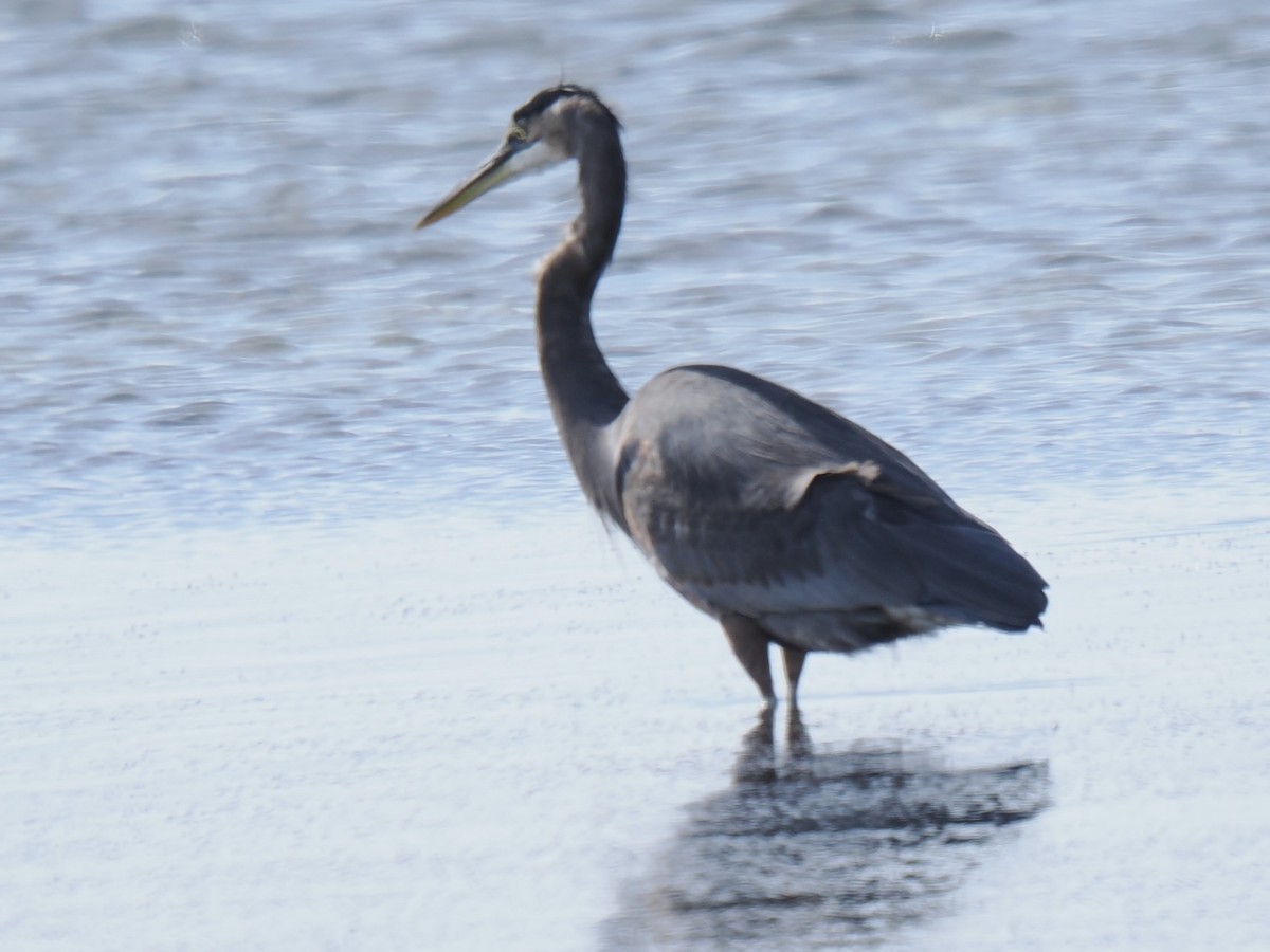 Great Blue Heron - ML645139442