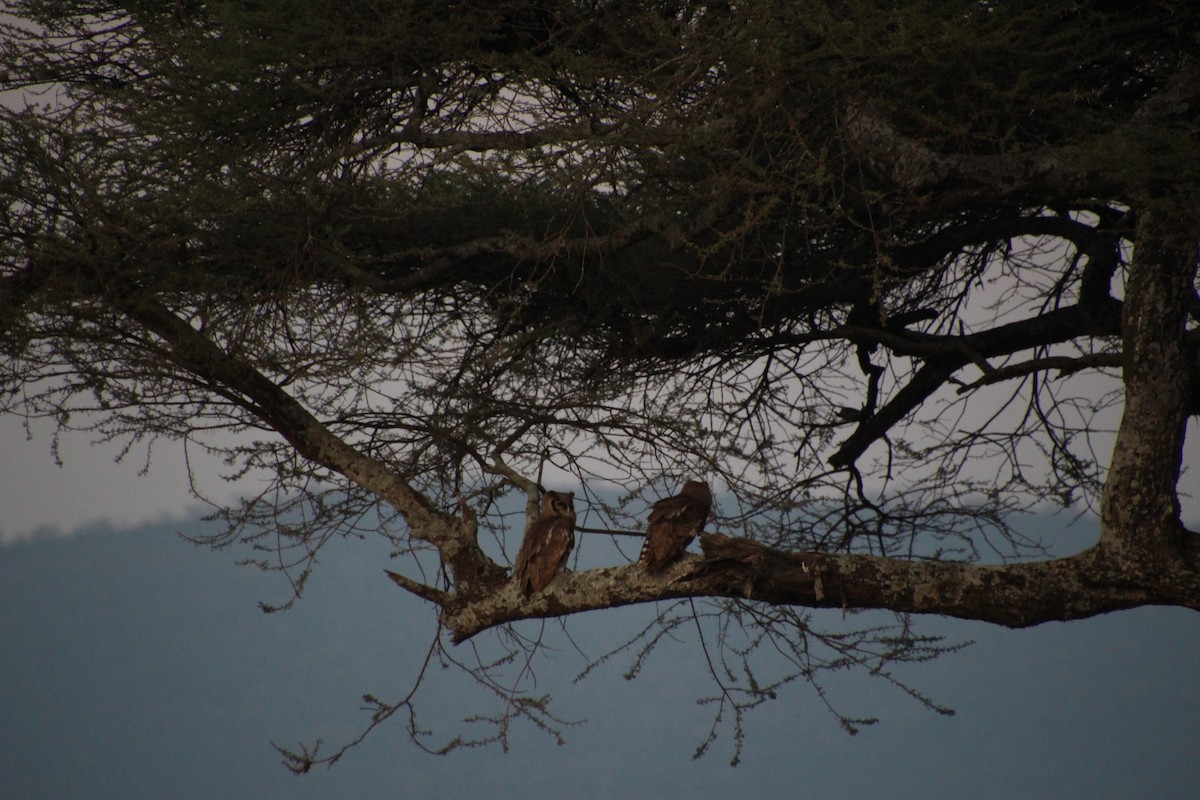 Verreaux's Eagle-Owl - ML645139450