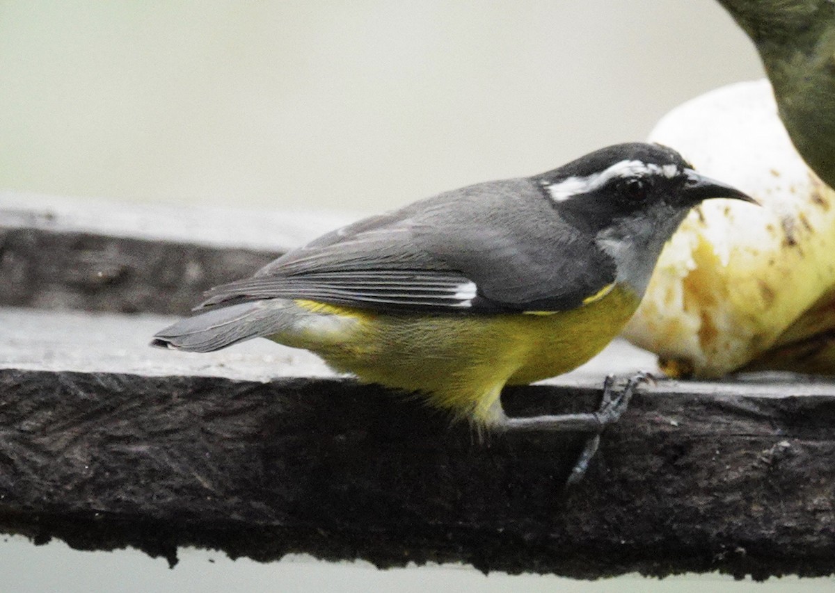 Sucrier à ventre jaune - ML645139467