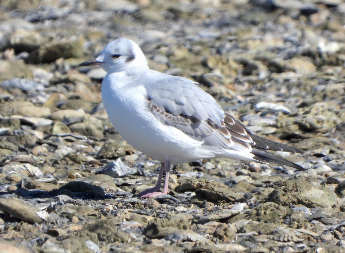 Bonaparte's Gull - ML645139469
