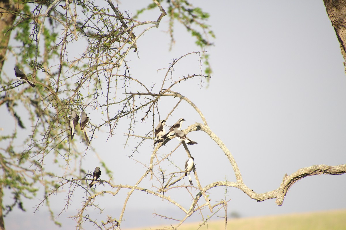 Gray-backed Fiscal - ML645139473