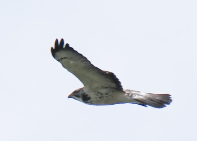 Swainson's Hawk - ML645139475
