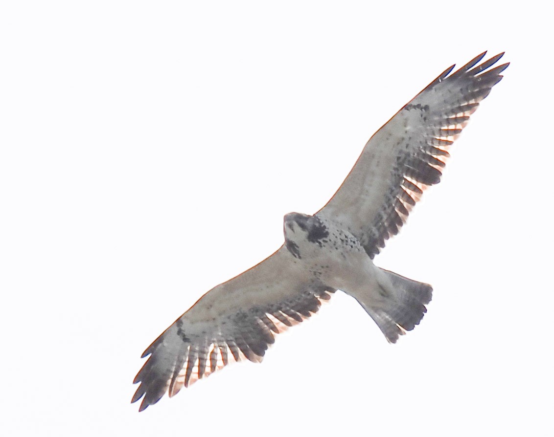 Swainson's Hawk - ML645139477