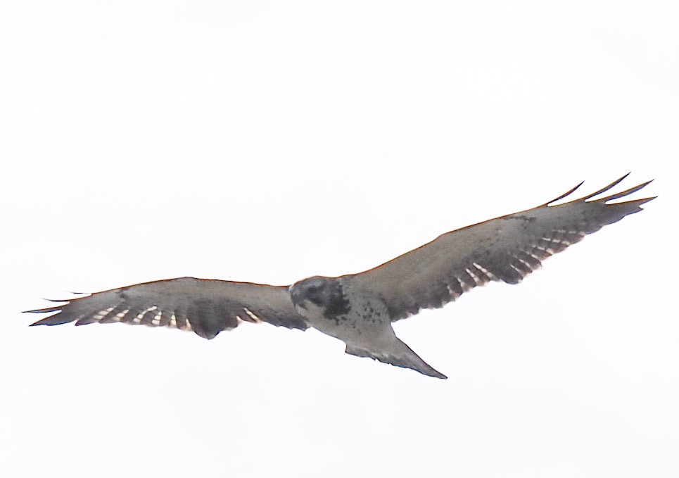 Swainson's Hawk - ML645139480