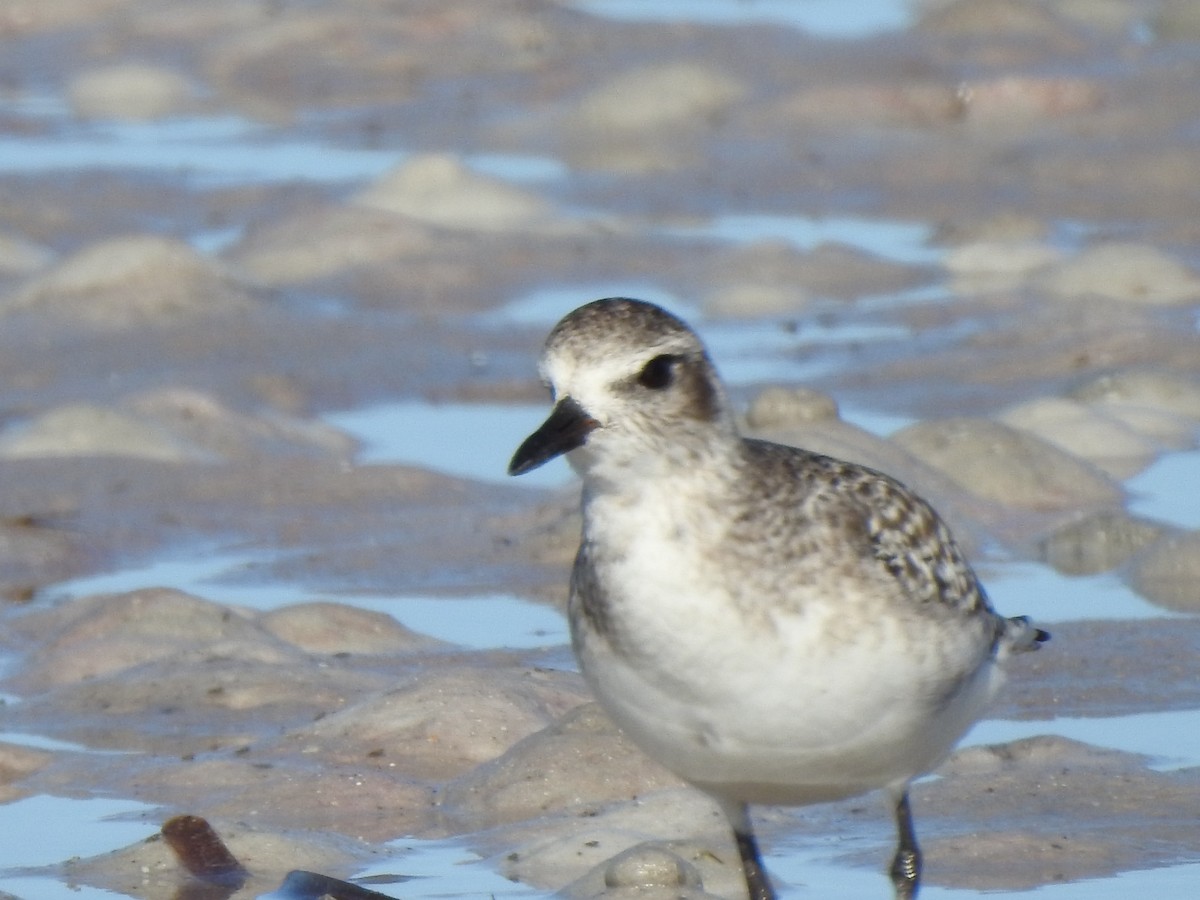 Chorlito Gris - ML645139481
