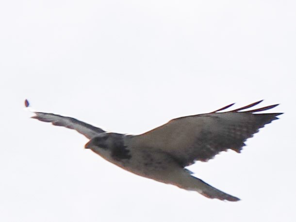 Swainson's Hawk - ML645139483
