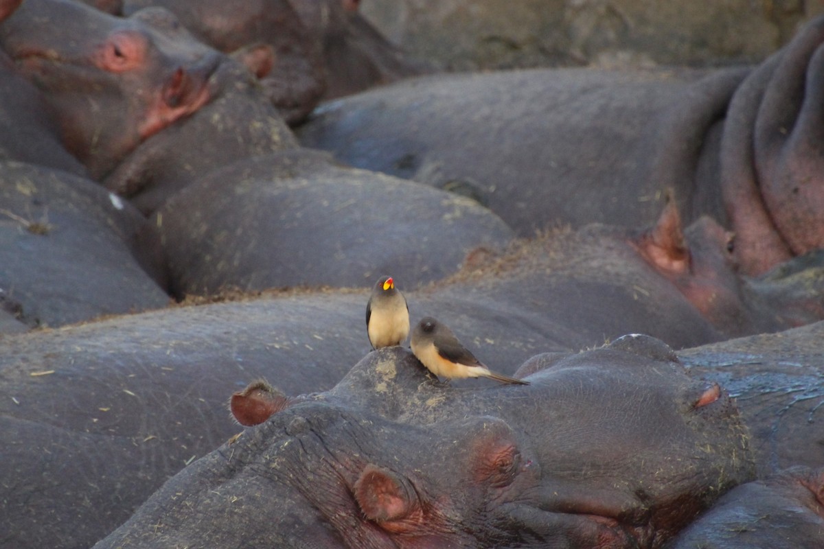 Yellow-billed Oxpecker - ML645139487