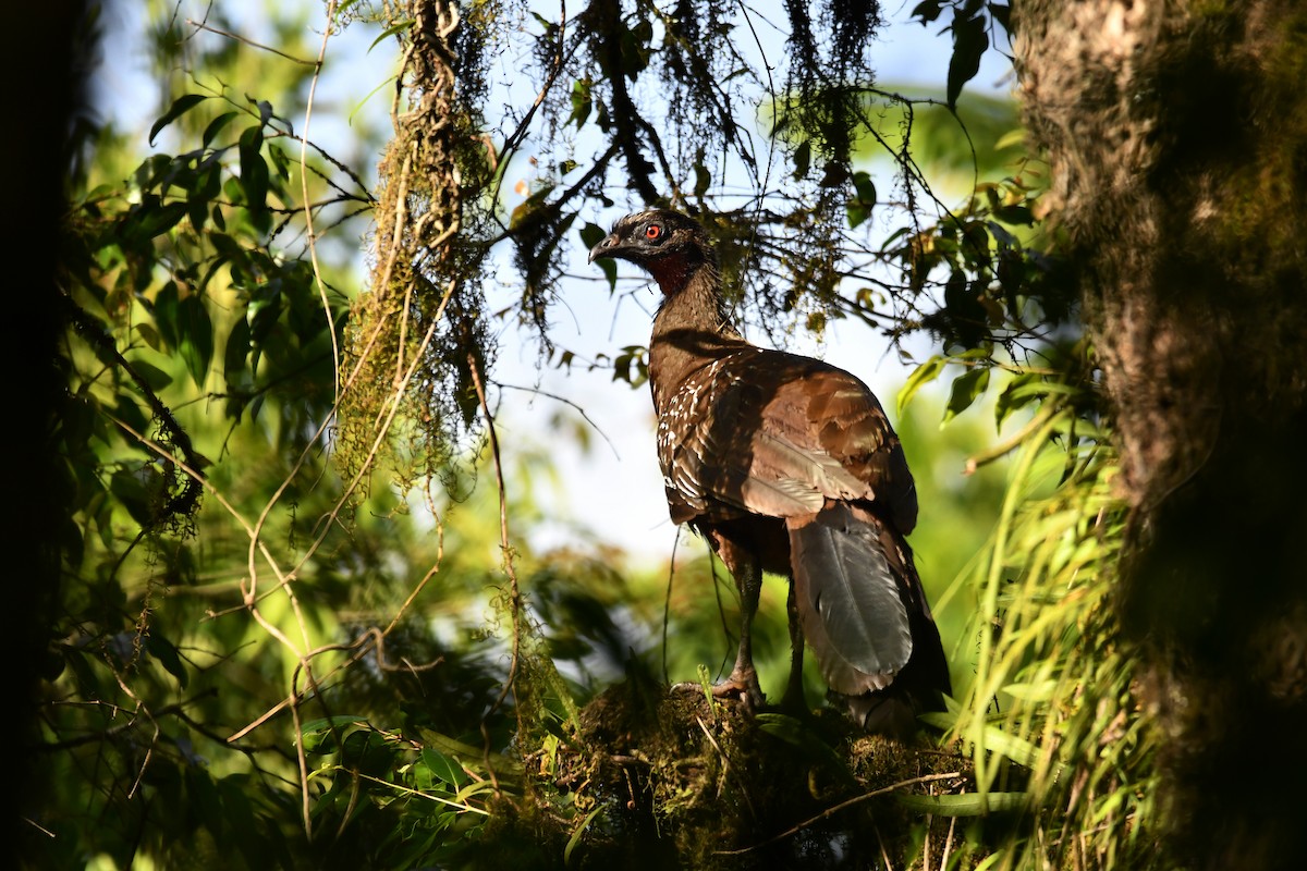 guan bolívijský - ML645139488