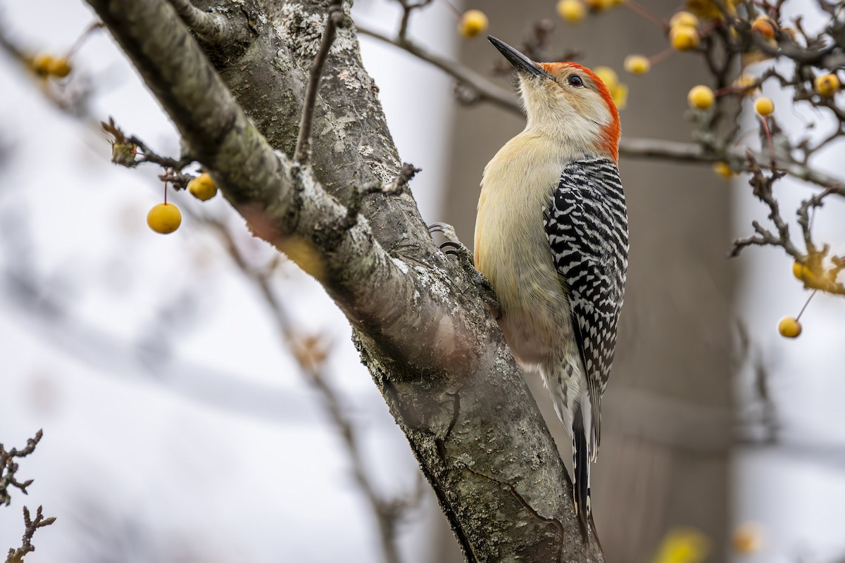 Carolinaspecht - ML645139505