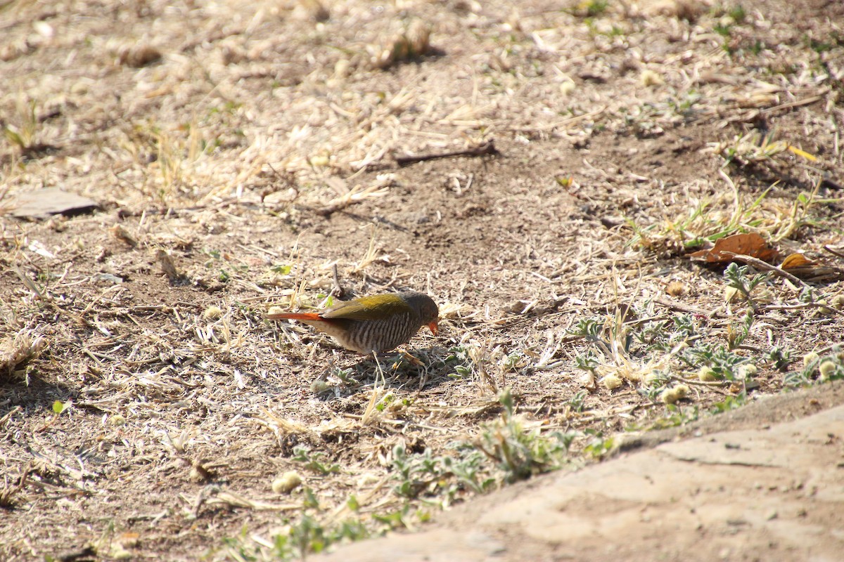 Green-winged Pytilia - ML645139526