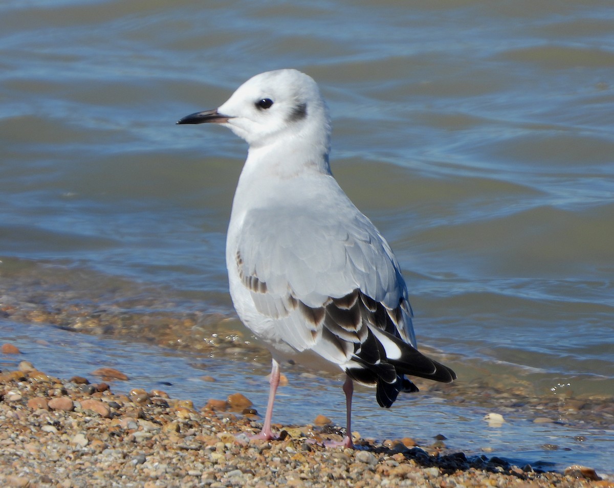 Bonaparte's Gull - ML645139534