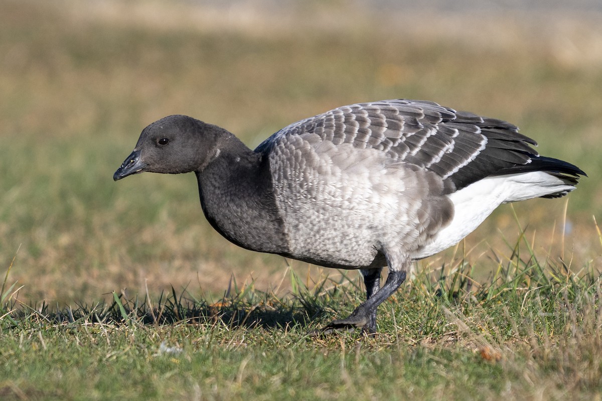 Brant (Pale-bellied) - ML645139537