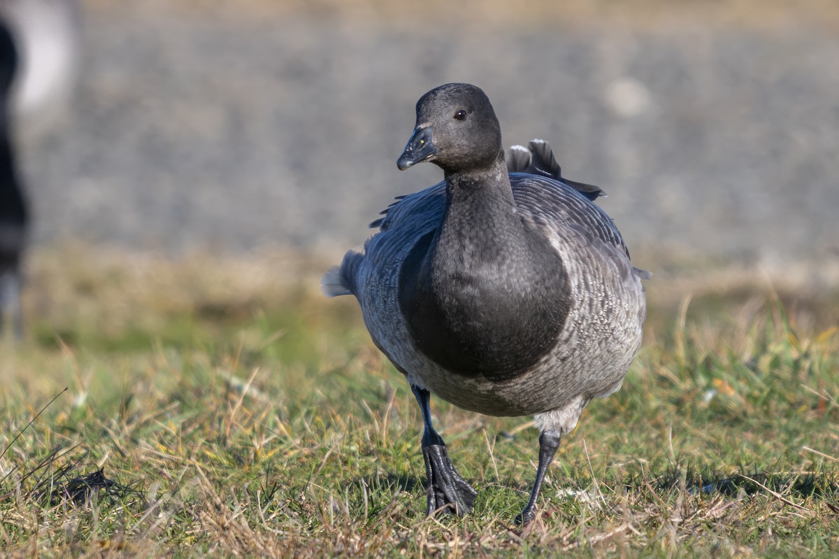Brant (Pale-bellied) - ML645139552