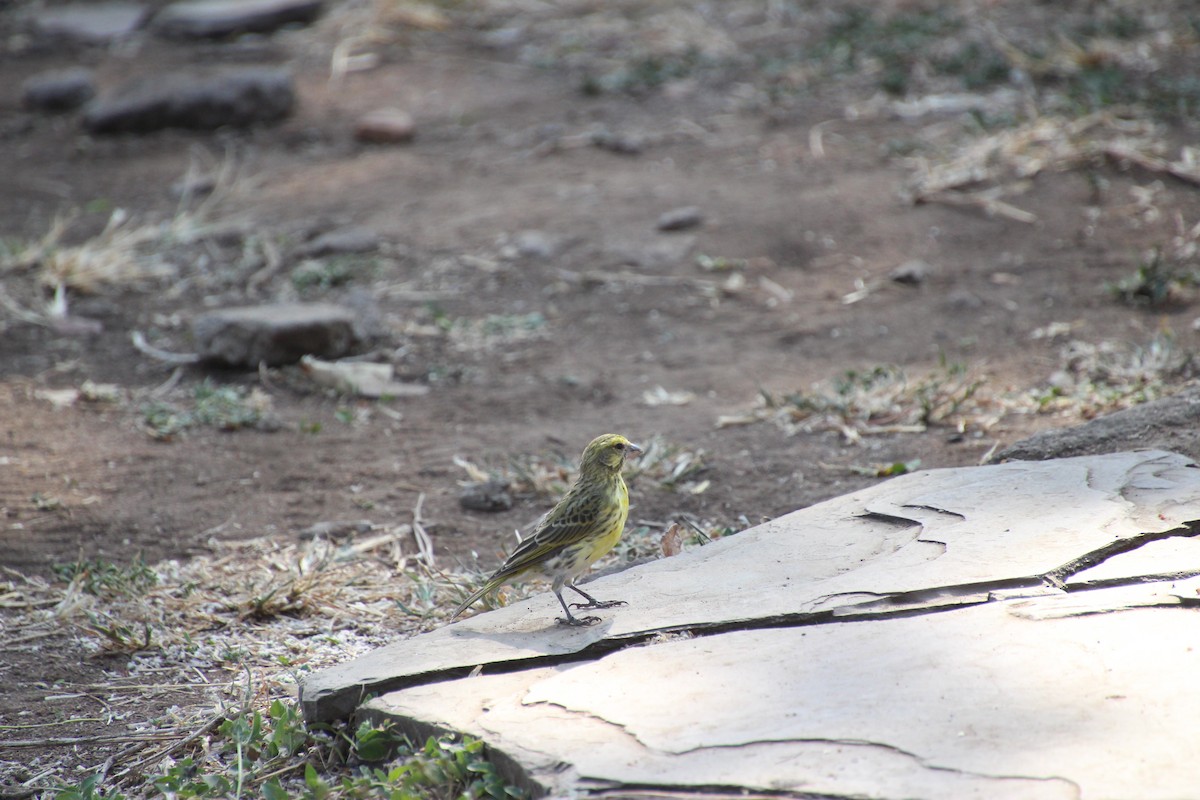 White-bellied Canary - ML645139553