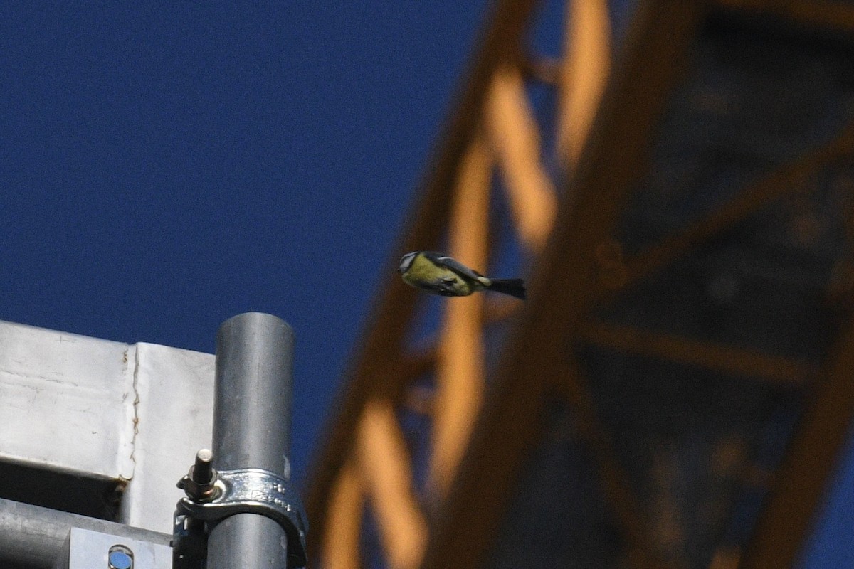 Eurasian Blue Tit - ML645139582