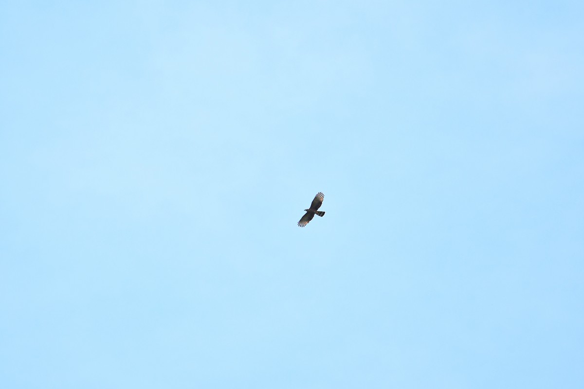 hákozobec neotropický - ML645139583