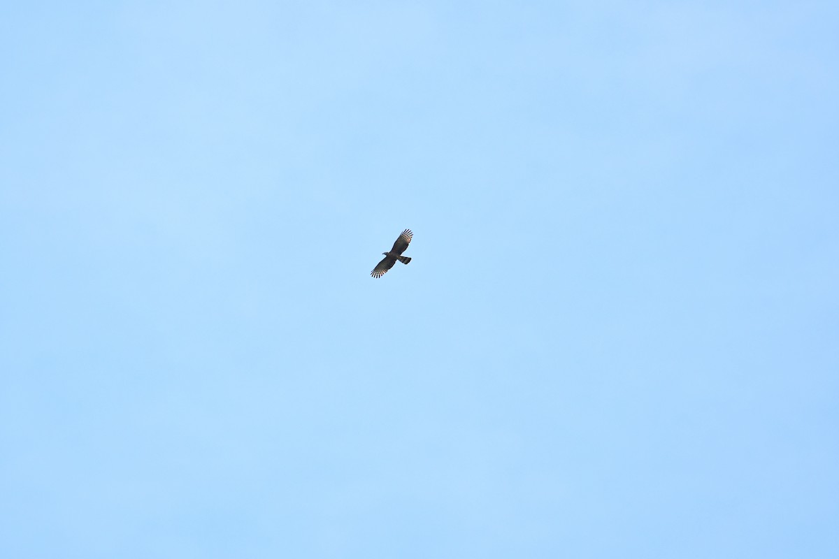 hákozobec neotropický - ML645139584