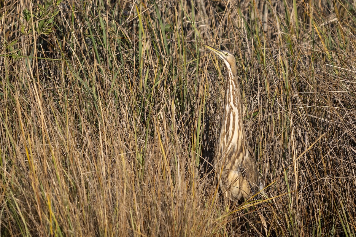 Amerika Balabanı - ML645139585