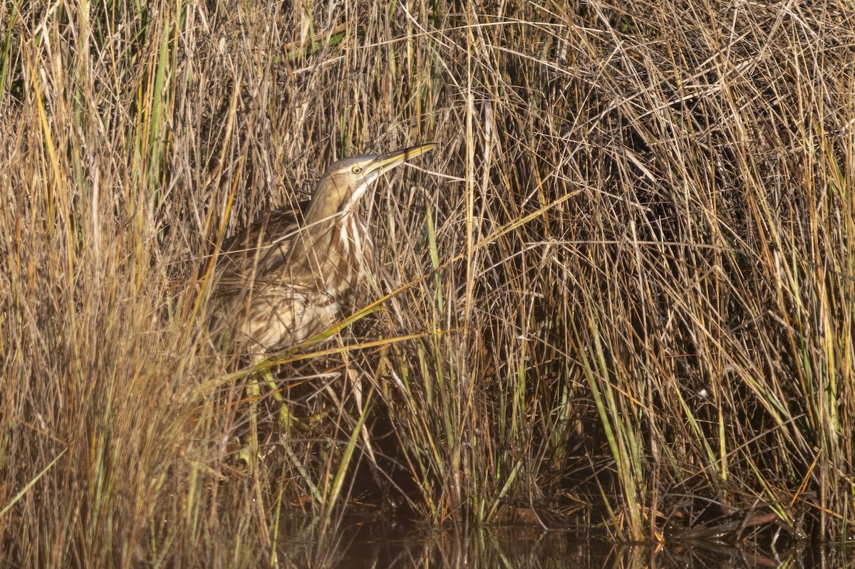 Amerika Balabanı - ML645139598