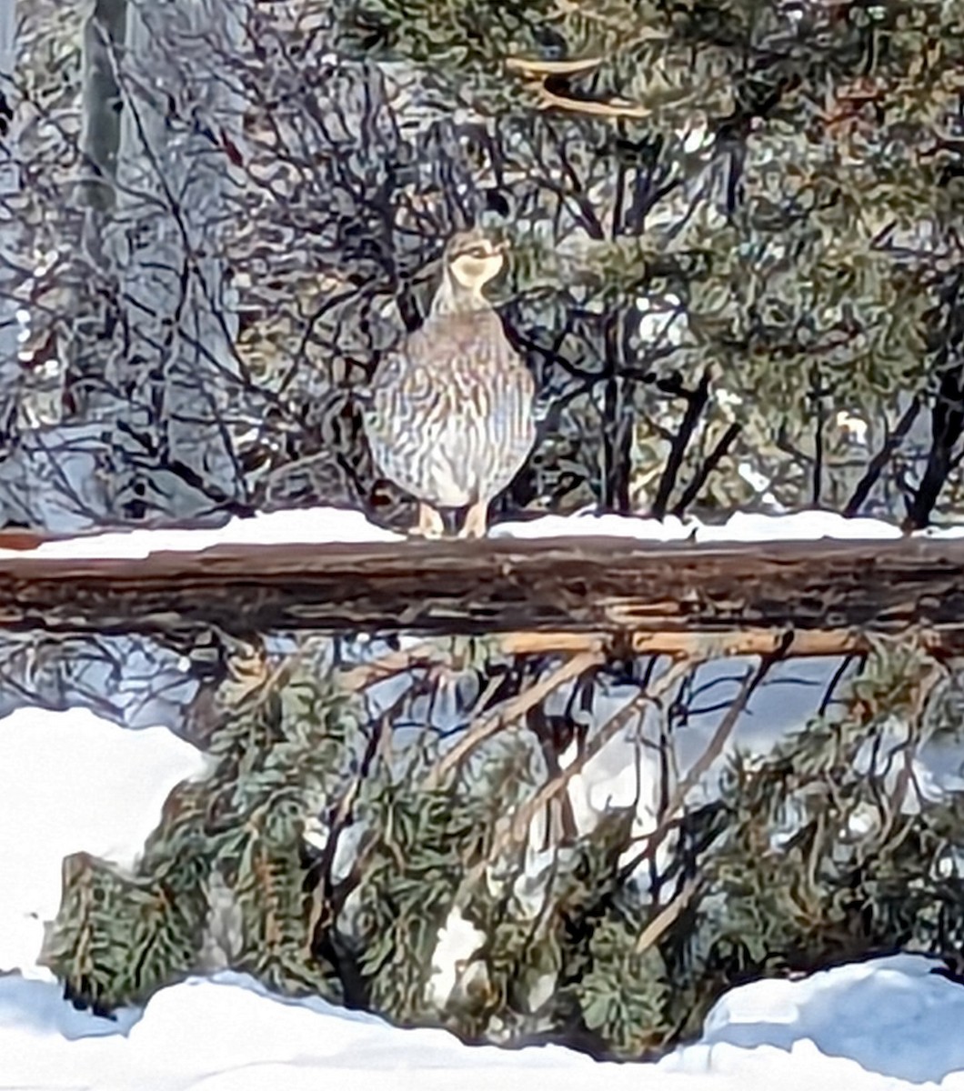Sharp-tailed Grouse - ML645139601