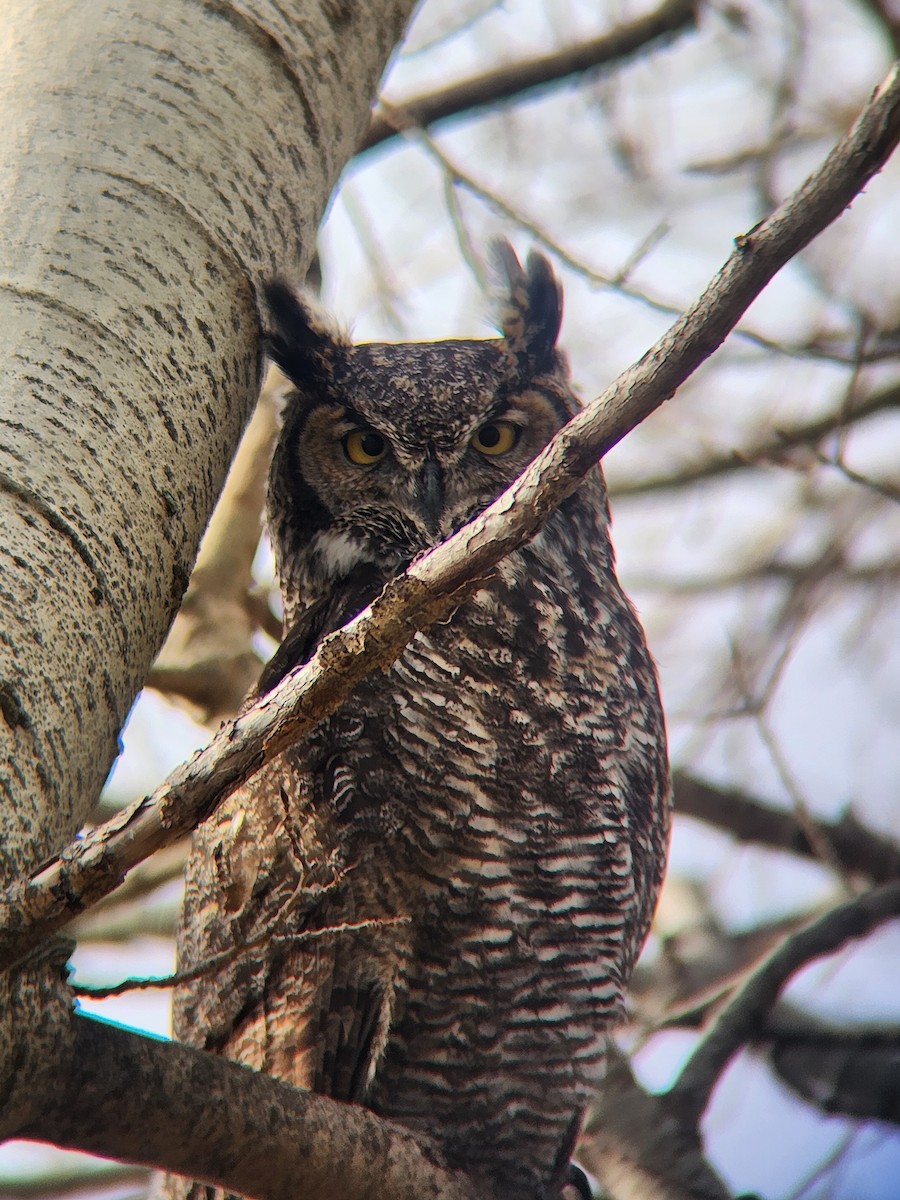 Great Horned Owl - ML645139616