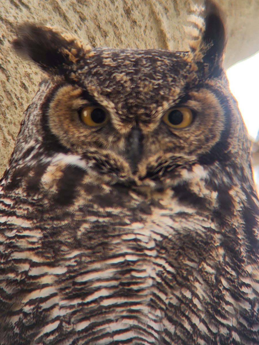 Great Horned Owl - ML645139618