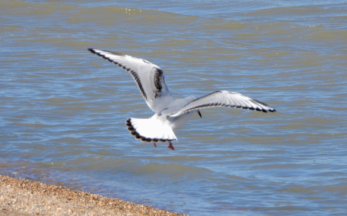 Bonaparte's Gull - ML645139624