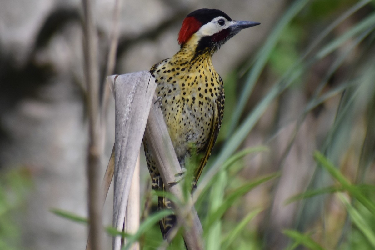 Черноусый дятел - ML645139630