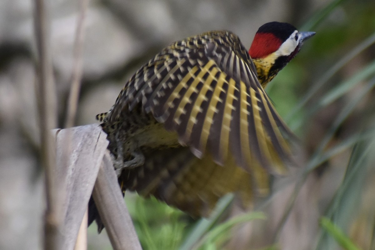 Черноусый дятел - ML645139631