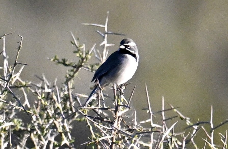 Black-throated Sparrow - ML645139638