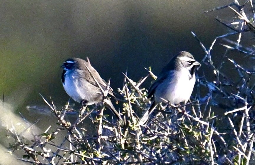 Black-throated Sparrow - ML645139639