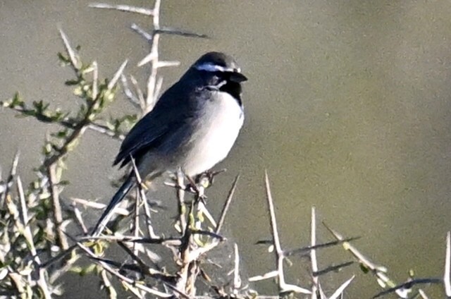 Black-throated Sparrow - ML645139640