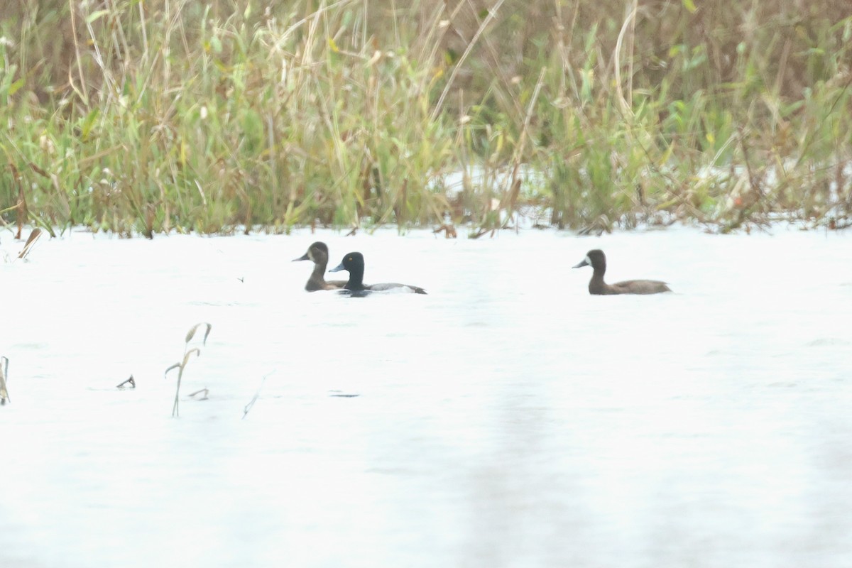 Lesser Scaup - ML645139645