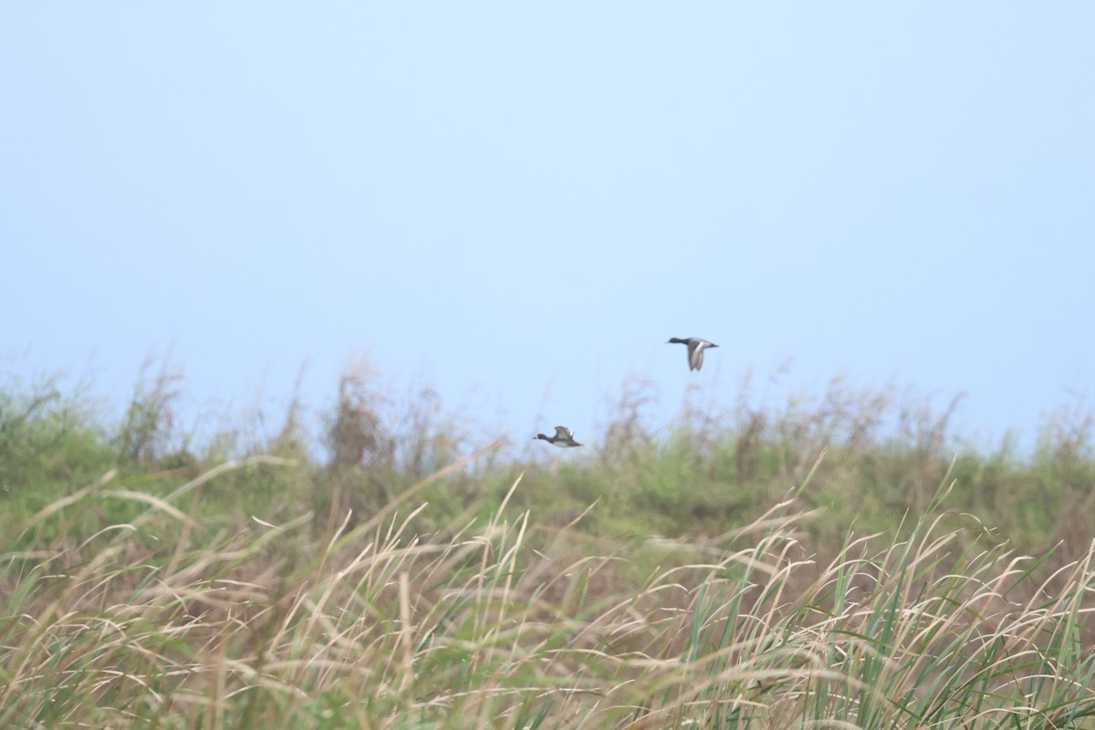 Lesser Scaup - ML645139647