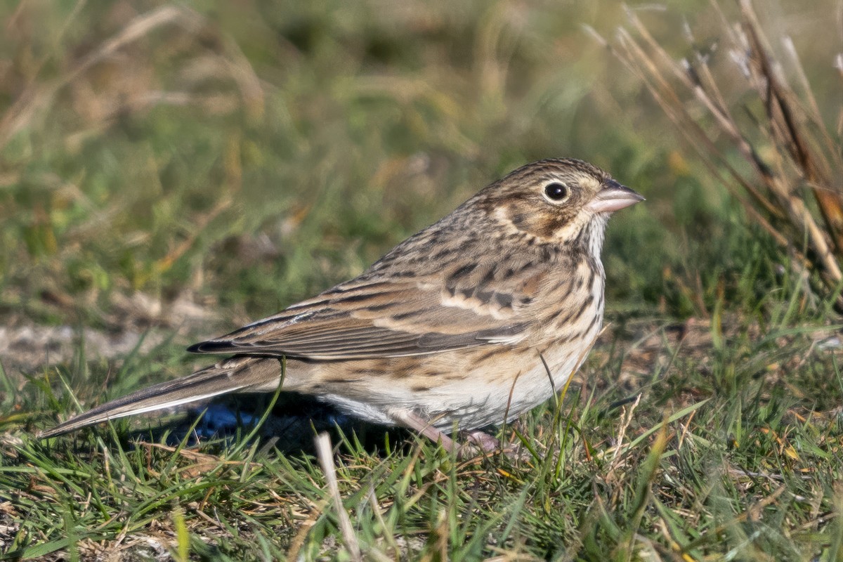 Vesper Sparrow - ML645139656