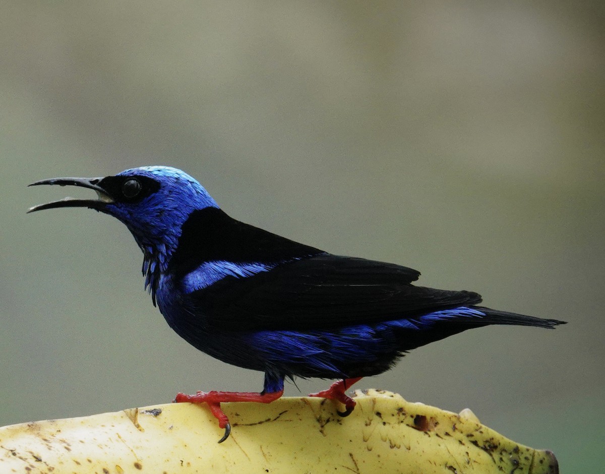 Red-legged Honeycreeper - ML645139659