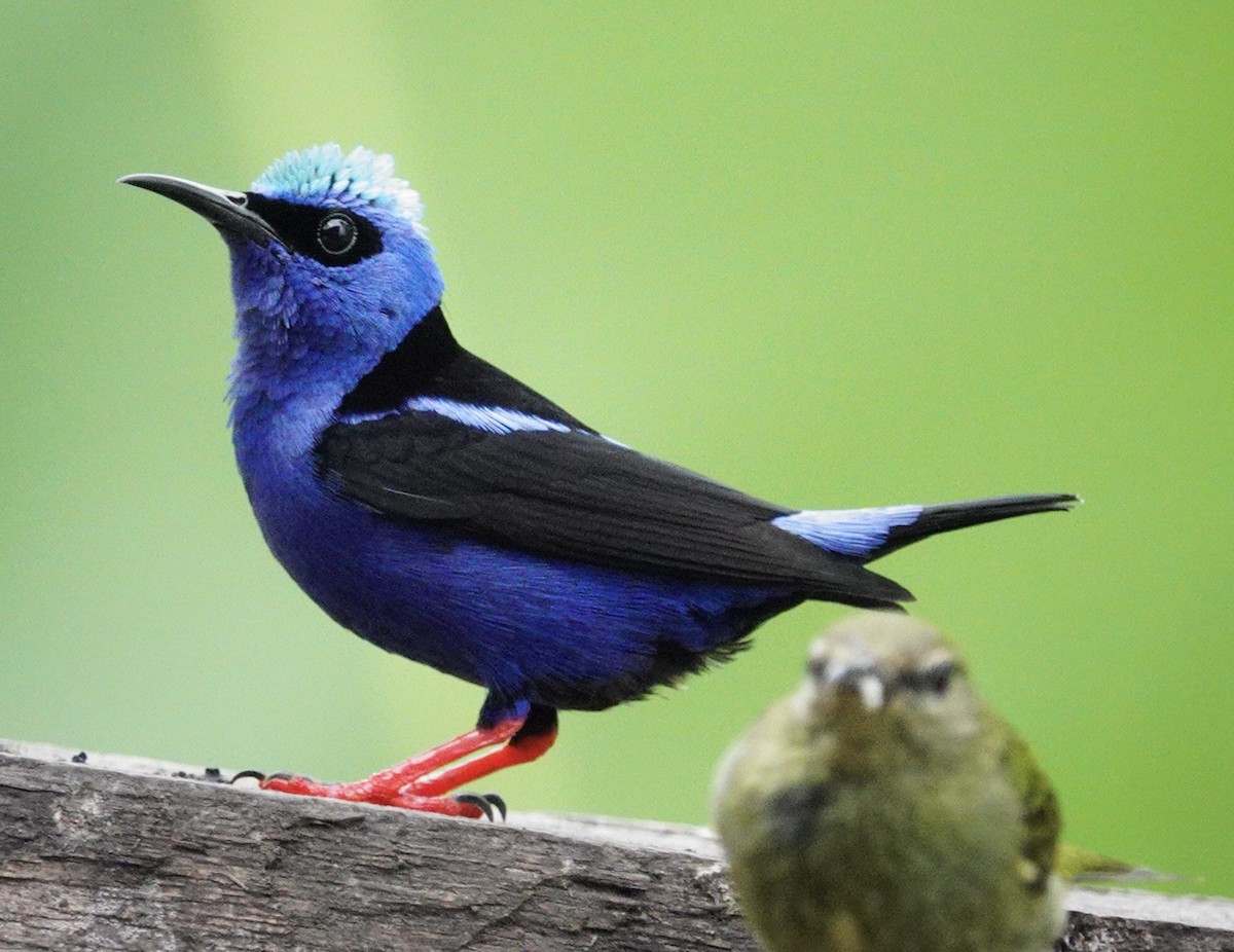 Red-legged Honeycreeper - ML645139660