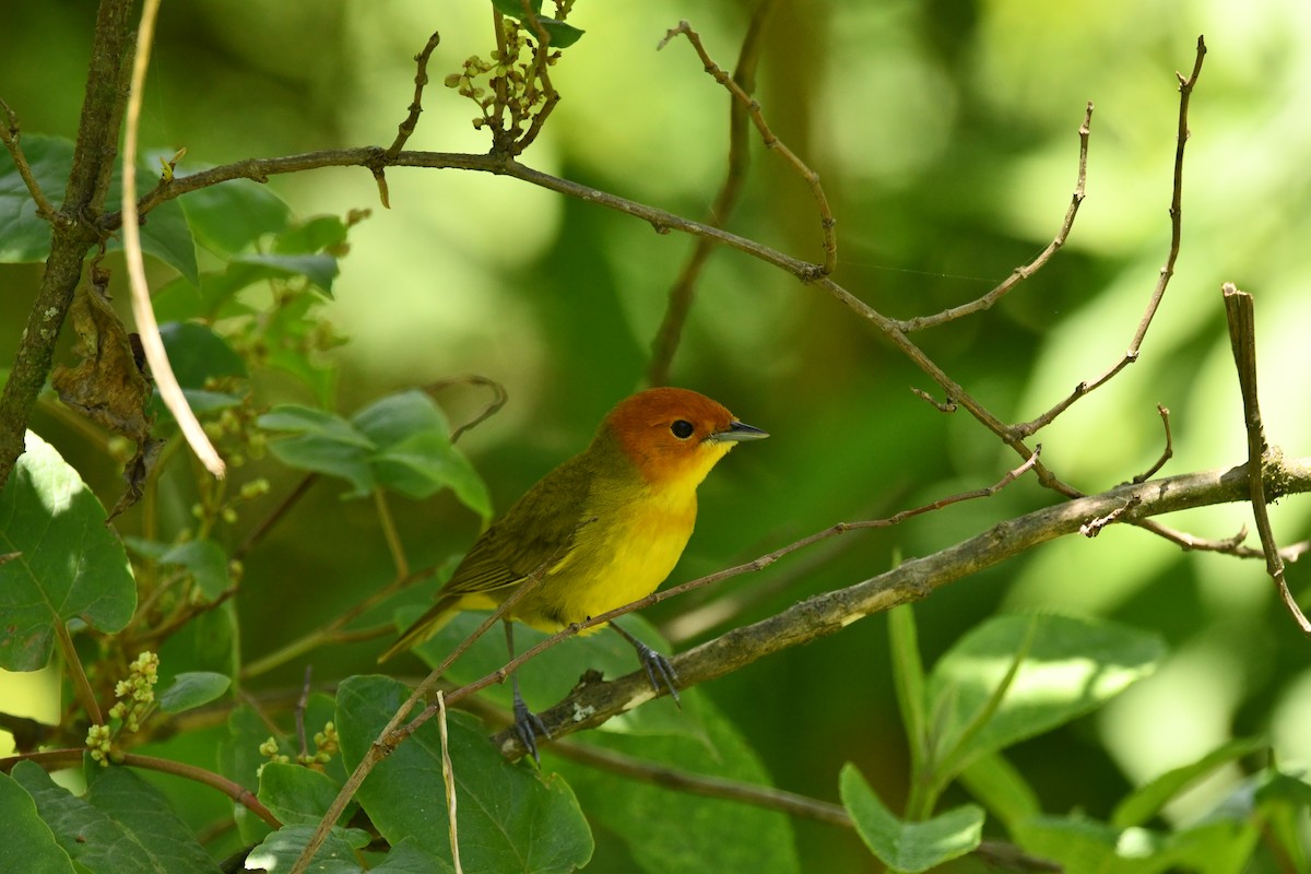 Rust-and-yellow Tanager - ML645139663