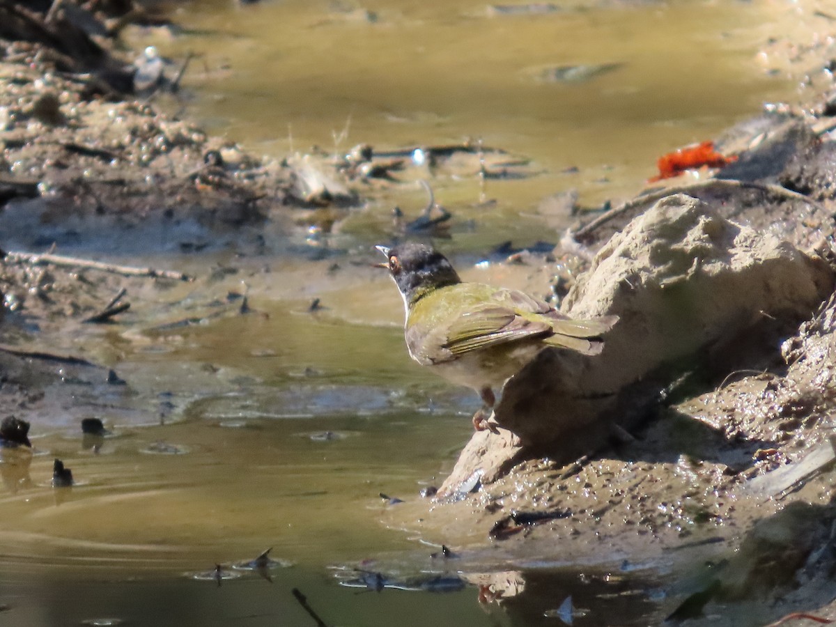 White-naped Honeyeater - ML645139671