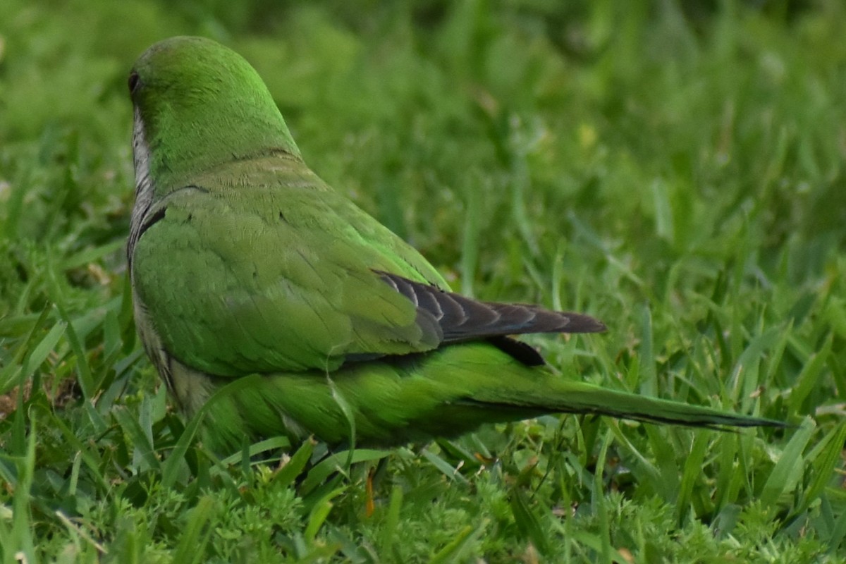 Калита сіроволий - ML645139678