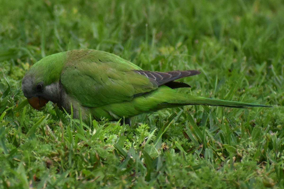 Калита сіроволий - ML645139679