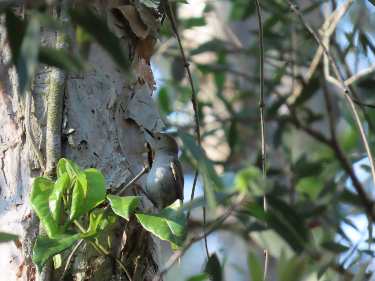 Large-billed Scrubwren - ML645139686