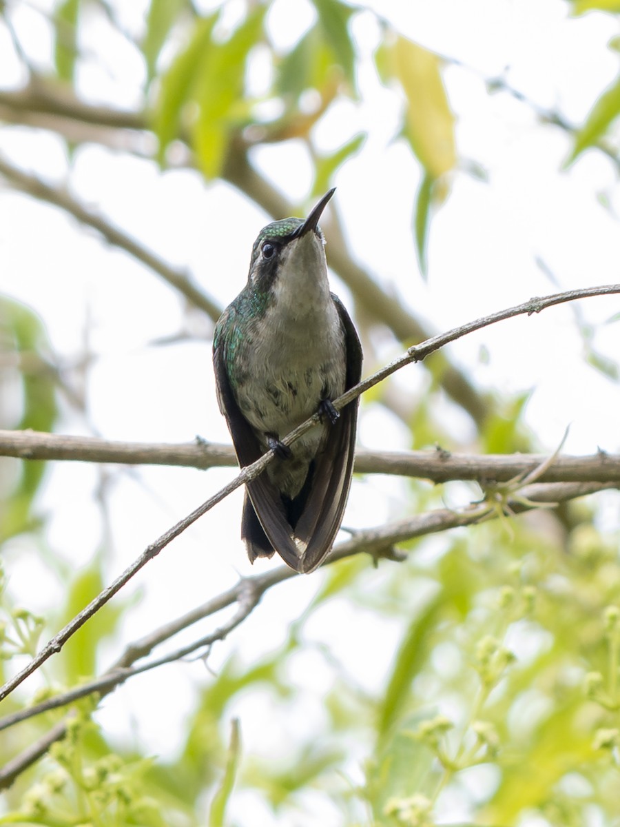 Short-tailed Emerald - ML645139687