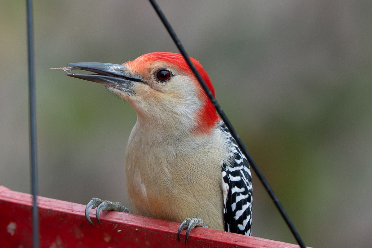 Carolinaspecht - ML645139698