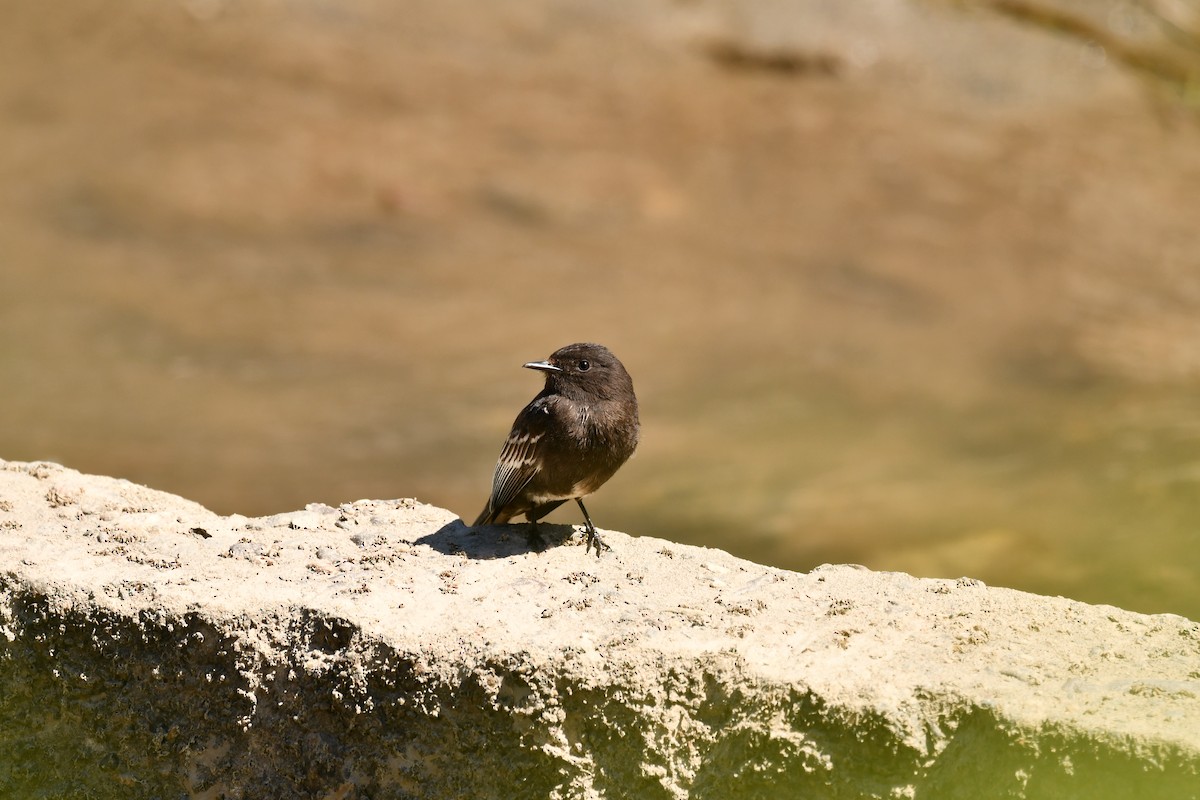 Black Phoebe - ML645139701